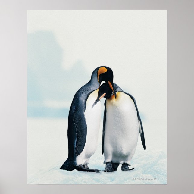 Póster Dois pinguins afetuosos (Frente)