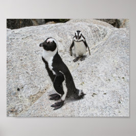 Poster Dois pinguins africanos, Boulders Beach, África do
