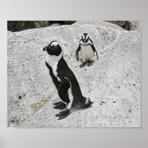 Poster Dois pinguins africanos, Boulders Beach, África do