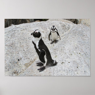 Poster Dois pinguins africanos, Boulders Beach, África do