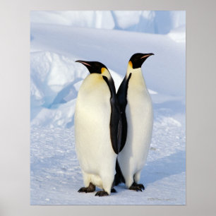 Poster Dois pinguins de imperador na Antártica