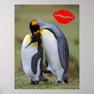 Póster Dois pinguins do amor