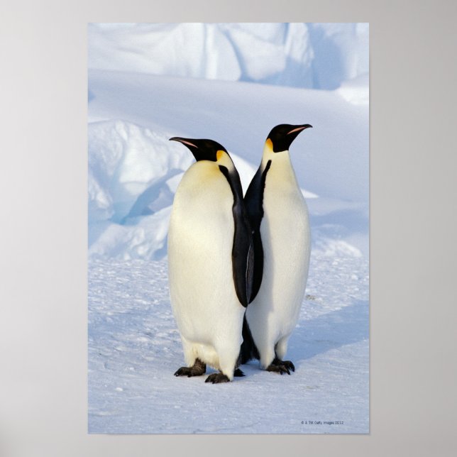 Póster Dois Pinguins Imperadores na Antártica (Frente)