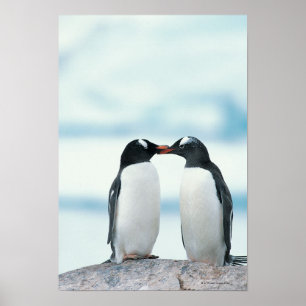 Póster Dois pinguins que tocam nos bicos