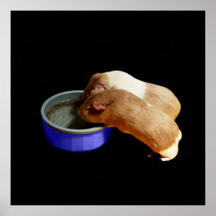 Poster Dois Porcos Castanhos E Guiné Branca,