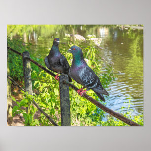 Poster Dois Porcos. Roath Park Lake, Cardiff, País de Ga