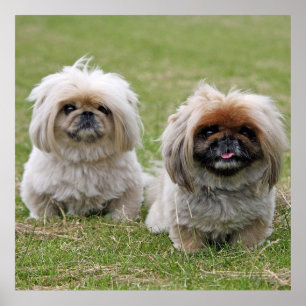 Poster Dois pouco Pekingese
