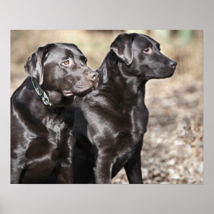 Póster Dois retrievers de Labrador pretos