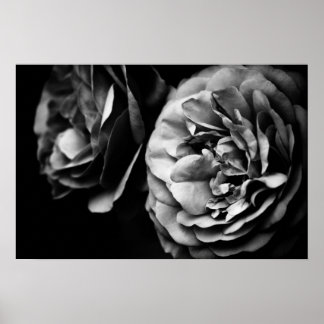 Póster dois rosas