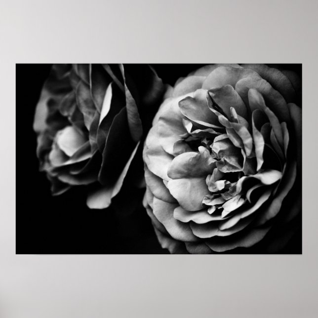 Póster dois rosas (Frente)