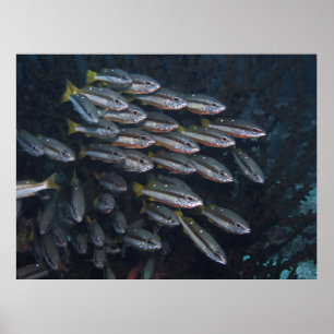 Poster Dois Snappers Spot