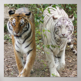 POSTER DOIS TIGRES DE LUTA - BRANCO E BENGAL