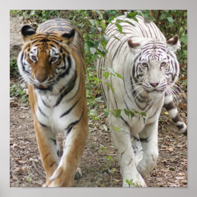 POSTER DOIS TIGRES DE LUTA - BRANCO E BENGAL (Frente)