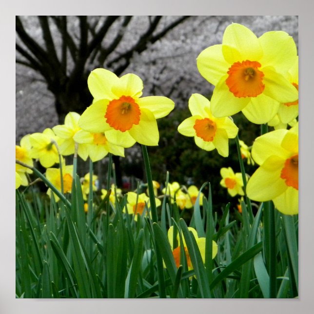 Póster Dois Tom (Frente)