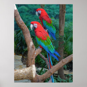 Póster Dois vermelhos e Ara voado verde Chloropterus dos