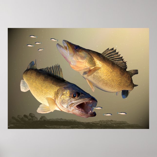 Póster Dois Walleye Feeding (Frente)