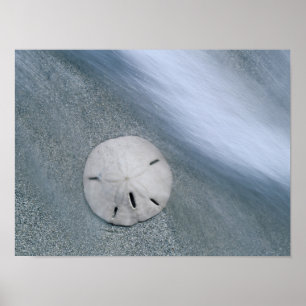 Póster Dólar-da-praia na Praia   Ilha de Sanibel, Flórida