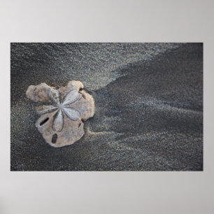 Póster Dólar na areia