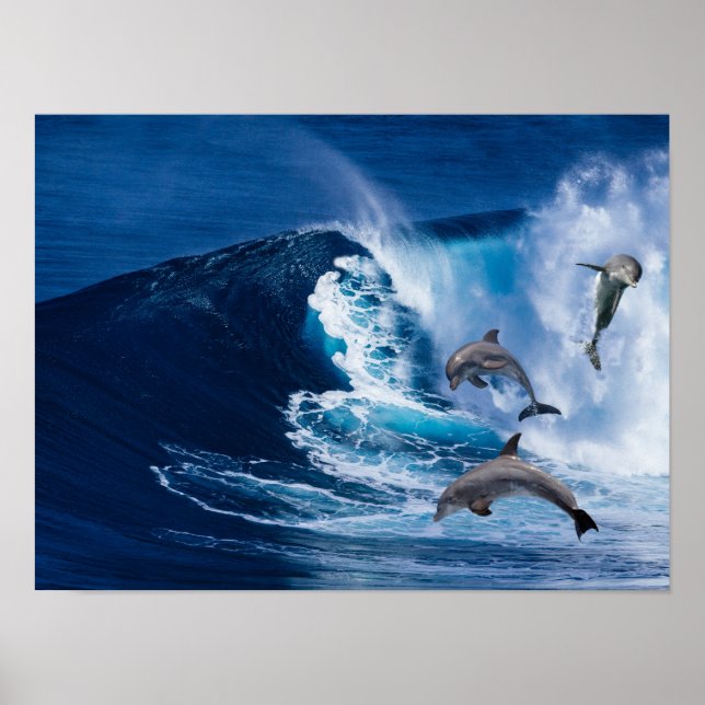 Poster Dolphins Dance (Frente)