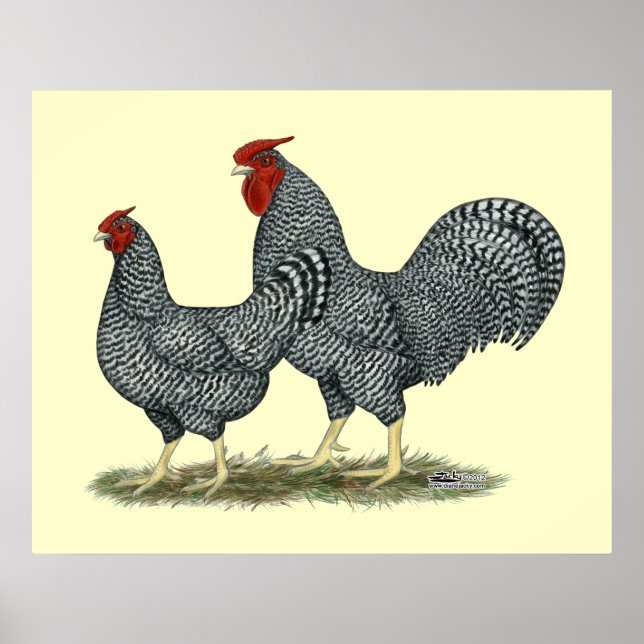 Poster Dominique Chickens (Frente)