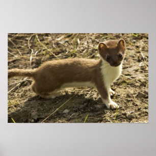 Póster Doninhas, Curto-atada