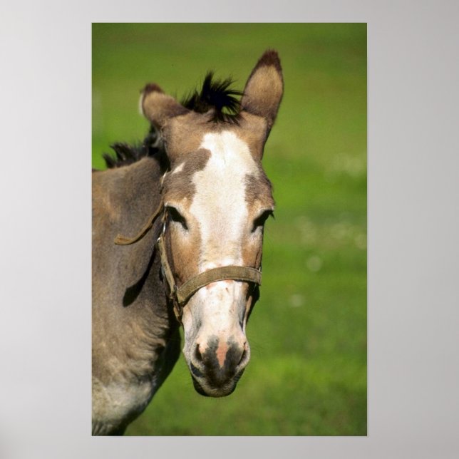 Poster Donkey (Frente)