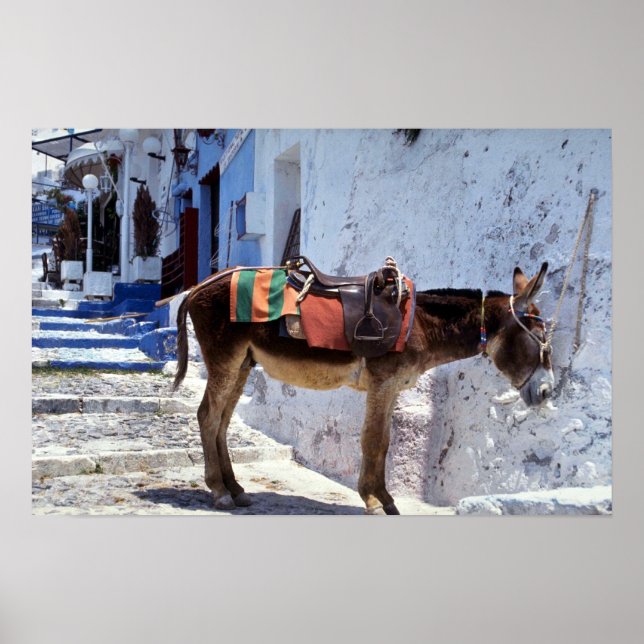 Póster Donkey, Fira Santorini, Grécia (Frente)