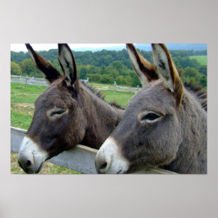 Póster Donkey Mule Fazenda País Destino
