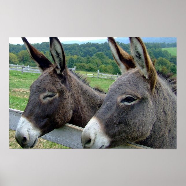 Póster Donkey Mule Fazenda País Destino (Frente)