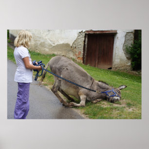 Poster Donkey relaxado