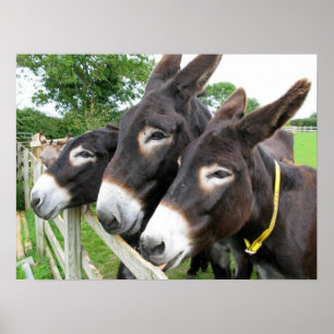 Poster Donkeys!