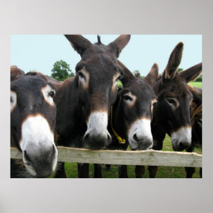 Póster Donkeys!