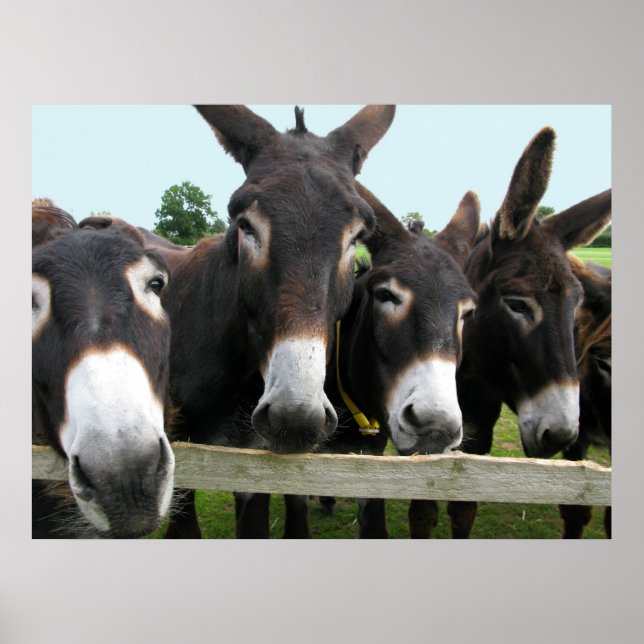 Póster Donkeys! (Frente)