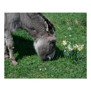 Póster Donkeys Não Come Daffodils Selvagens