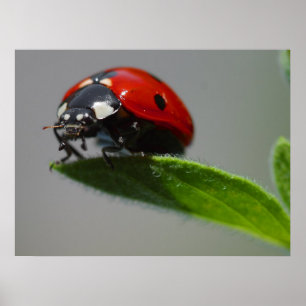 Póster Dons de Ladybug Lovers