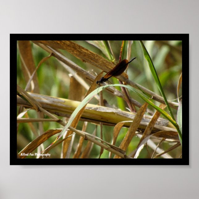 Poster Donzela Entre o Bambu (Frente)