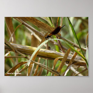 Poster Donzela Entre o Bambu