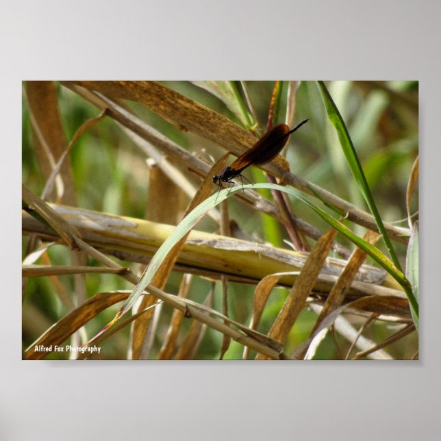 Poster Donzela Entre o Bambu (Frente)