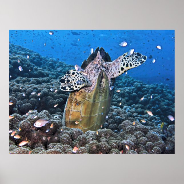 Poster Doofy Turtle (Frente)