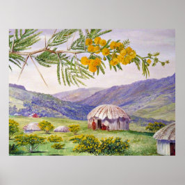 Poster Doornboom sul-africano e Fingo Huts