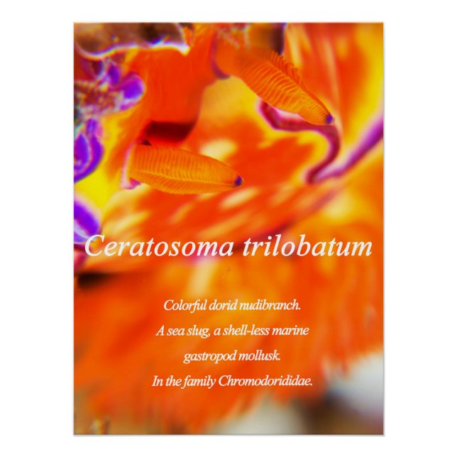 Póster Dorid nudibranch colorido. (Frente)