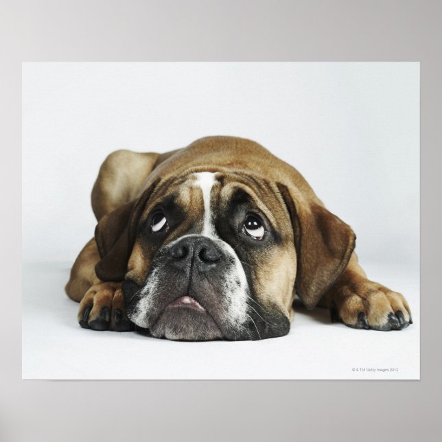 Póster Dorset Old Tyme Bulldog (Frente)
