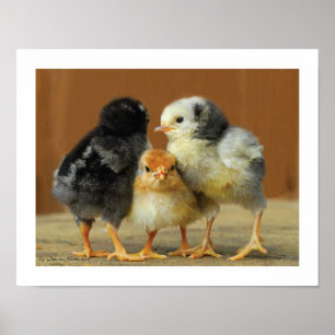 Póster Dos amigos da vara pintinhos pequenos Huddling