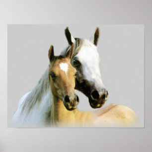 Poster dos amigos do cavalo