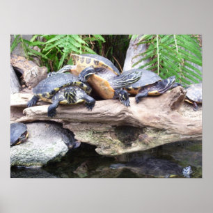 poster dos bunchaturtles