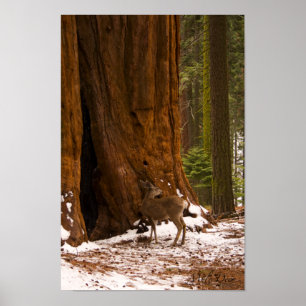 Poster dos cervos de mula