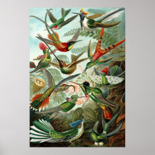 Poster dos colibris de Haeckel