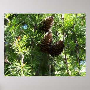 Poster dos cones do pinho