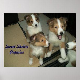 Poster dos filhotes de cachorro de Sheltie