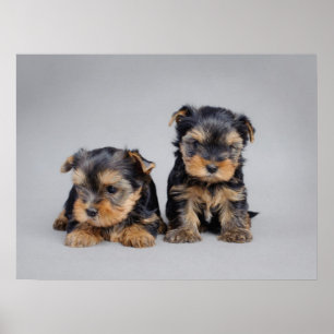 Poster dos filhotes de cachorro de Yorkie